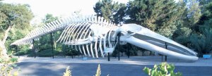 Blue Whale Skeleton