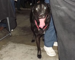 The happiest three legged dog in Long Beach