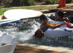 Retriever doing what she does best