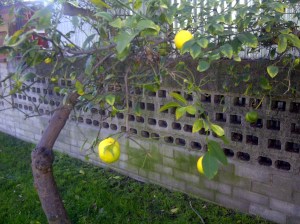 Lemon tree in Socal