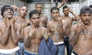 MS 13 gang members
