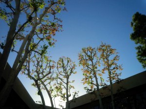 Fall colors in Newport Beach