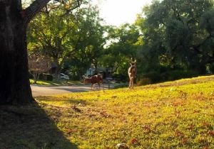 Reindeer arrive for Christmas early in Sierra Madre